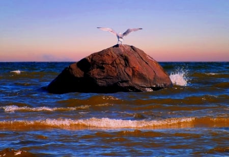 Seagull. - sunsets, nature, oceans, birds