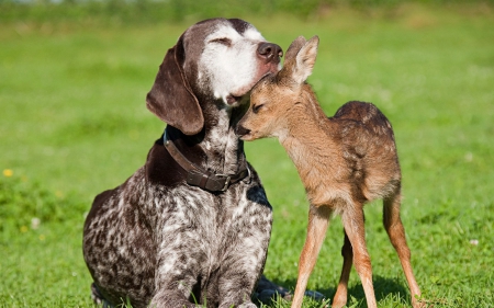 Dog - animal, deer, bark, Dog, friend