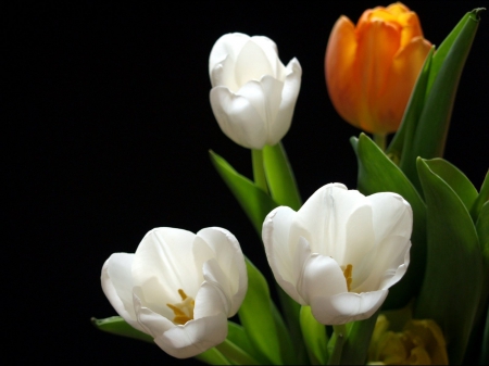 Tulip - beautiful, white, tulip, orange