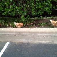 Why did the chicken(s) cross the road