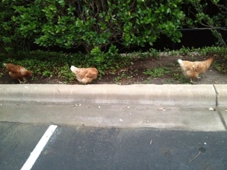 Why did the chicken(s) cross the road - escaped from  cage three free chickens, three chickens out for a walk, chicken family, looking for food