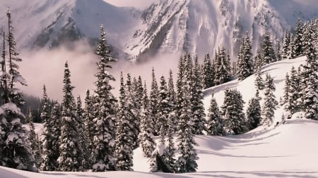 Winter - snow, trees, winter, nature