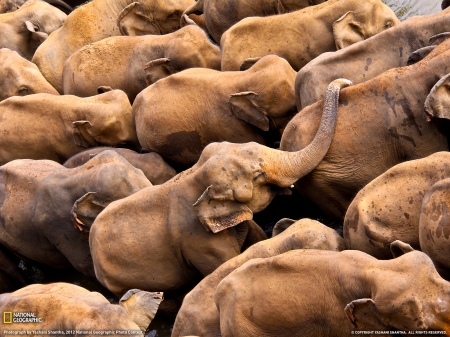 Elephant - animal, trunk, elephant, africa