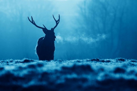 The nighty forest - buck, winter, night, forest, nature, autumn, deer, cold, animals, wildlife, wild, wallpaper