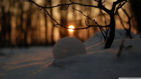 Snowball - photography, sun, branch, sunset, macro, tree, scene, landscape, sunlight, light, winter, wallpaper, hd, nature, abstract, forest, snow, sunrise