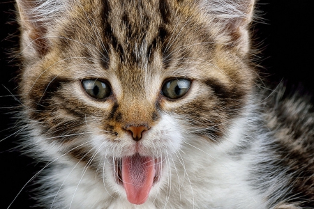 Cat - sleepy, cute, beautiful, cat, sleeping, kitty, cats, hat, cat face, paws, face, animals, pretty, beauty, sweet, kitten, lovely