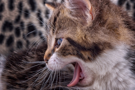 Cat - pretty, cat face, sleepy, paws, kitten, cats, face, sleeping, hat, beautiful, beauty, lovely, sweet, cat, cute, animals, kitty