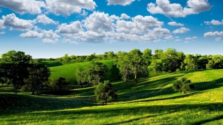 field - forest, field, fun, trees, nature