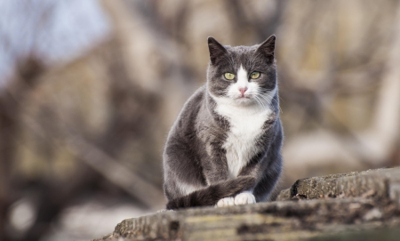 Cat - pretty, cat face, sleepy, paws, kitten, cats, face, sleeping, hat, beautiful, beauty, lovely, sweet, cat, cute, animals, kitty