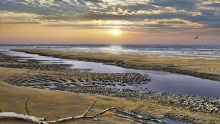 wonderful beach scape hdr - beach, ripples, branch, clouds, hdr, sunset, sea