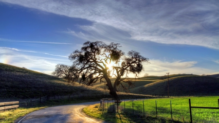 tree by a winding road at sunrise - fence, hills, tree, sunrise, road