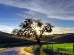 tree by a winding road at sunrise