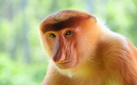 Nasalis larvatus - Monkey, animal, nature, picture, face