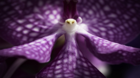 orchid flight - nature, purple, flower, orchid