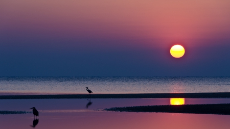 herons on a beach at a crimson sunset - crimson, birds, sunset, beach, sea