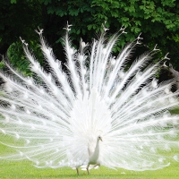 white peacock