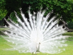 white peacock