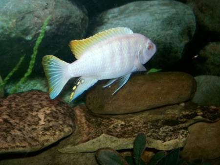 albino zebrafish