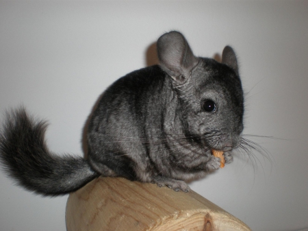 chinchilla - little, grey, social, animal