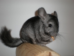 chinchilla