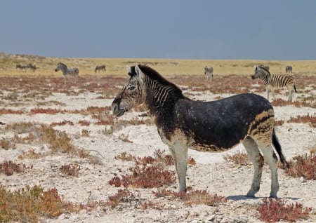 mutant zebra - alone, plains, among, others