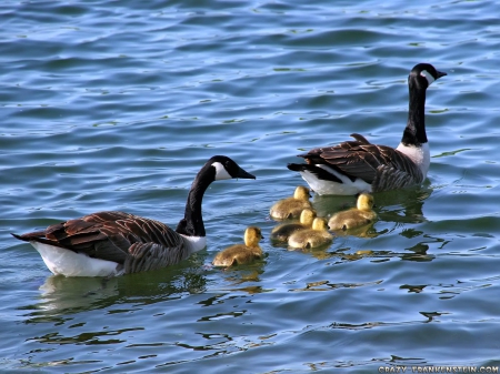 Goose - animal, water, bird, goose