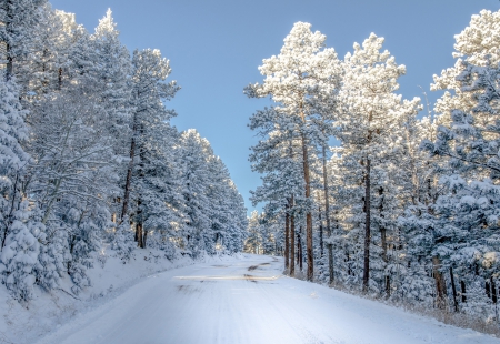 Winter - trees, winter, snowy, splendor, road, snow, winter splendor, winter time, nature