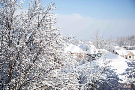 Winter - winter, snowy, splendor, snow, tree, village, winter splendor, winter time, nature, view, houses