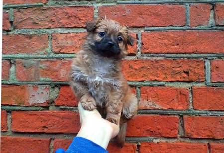 Little Pup. - nature, dogs, animals, others