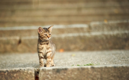 Cat - pretty, cat face, sleepy, paws, kitten, cats, face, sleeping, hat, beautiful, beauty, lovely, sweet, cat, cute, animals, kitty