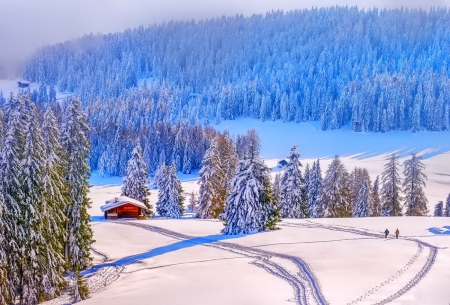 Winter - sky, trees, photography, sun, wonderful, cold, tree, ice, snowflake, winter, snowflakes, lovely, nature, snow, beautiful, splendor, photo