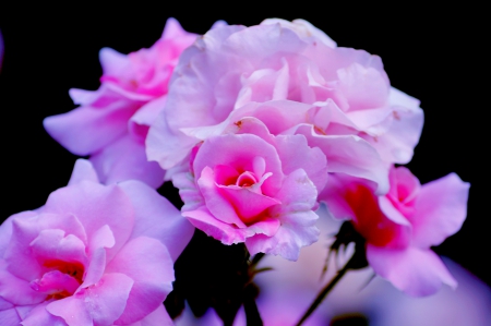 PINK  ROSES - nature, flowers, roses, pink