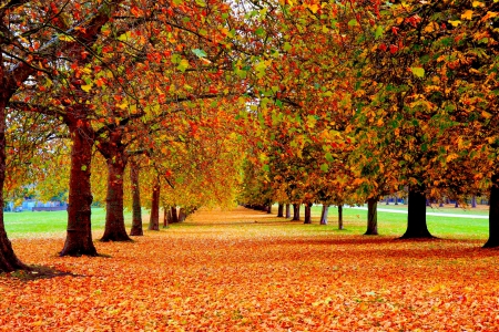 AUTUMN ALLEY - nature, autumn, row, trees