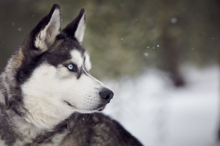 Son of the North - pets, husky, nature, dogs, cute, sweet, wallpaper, animals