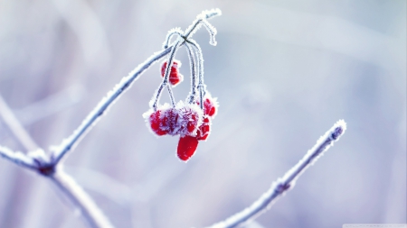 Frozen berries - snow, frosty, frost, macro, fruit, abstract, winter, frosted, photography, HD, berries, ice, frozen, nature, wild fruits, cold, wallpaper