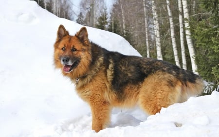 Shepherd in Winter