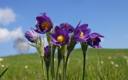 Purple - flowers, purple, land, amazing