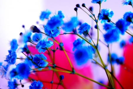 FLOWER SHADES - flowers, background, pink, blue