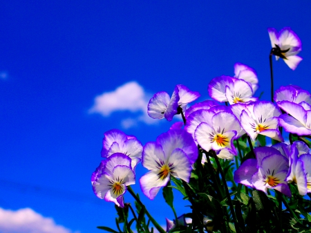 PANSIES - nature, sky, flowers, pansies