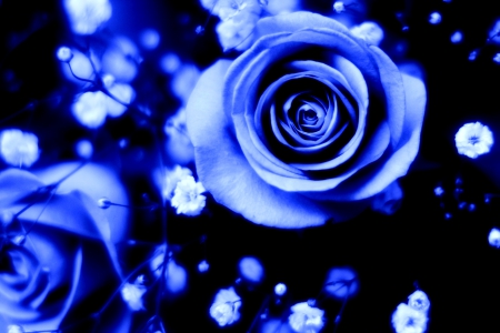 BLUE ROSES - flowers, roses, nature, blue