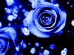 BLUE ROSES