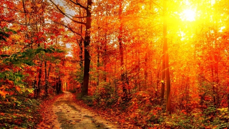 bright sunshine through a red forest in autumn - autumn, sunshine, trees, popular, res, wallpaper, road, nature, forest