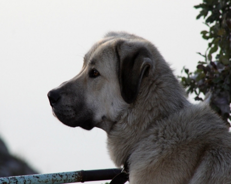 Sweet Dog - Dog, floppy ears, eye, sad