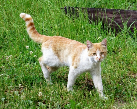 Stealth Of A Cat - cat, stealthy, young, ginger