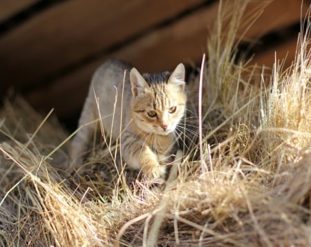 Ginger Kitten - cat, prwoling, ginger, kitten