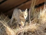 Ginger Kitten