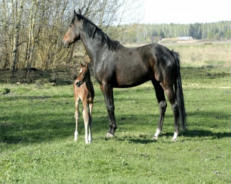 ~ Foal And Mum ~ - Field, Foal, Horse, young