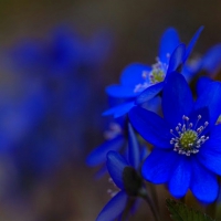 Blue flowers _a