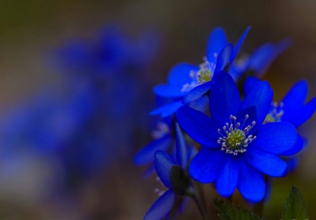 Blue flowers _a - bue, flowers, blue flowers, nature