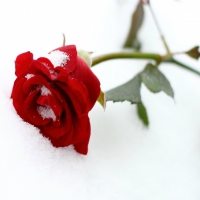 ~ The Snow Rose